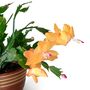 Christmas Cactus Yellow One X Full Plant 13cm Pot, thumbnail 1 of 6