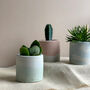 Pastel Concrete Pot With Succulent Or Cactus, thumbnail 4 of 5