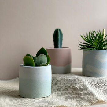 Pastel Concrete Pot With Succulent Or Cactus, 4 of 5