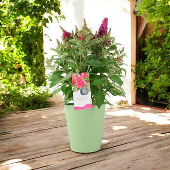 Butterfly Bush 'Little Ruby' – 5 L Pot Shrub, 6 of 8