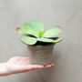 Small Faux Potted Kalanchoe Plant, thumbnail 1 of 2