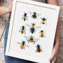 British Bees Art Print, thumbnail 1 of 6