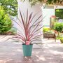 Cordyline Southern Splendour – Pink And Green Foliage, thumbnail 6 of 7