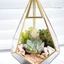 Gold Geometric Terrarium Kit With Succulent Or Cactus, thumbnail 11 of 12