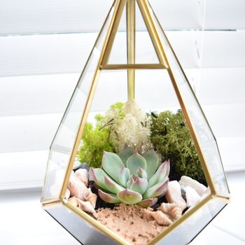 Gold Geometric Terrarium Kit With Succulent Or Cactus, 11 of 12