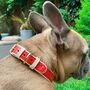 Handmade Italian Leather Padded Red Dog Puppy Collar, thumbnail 1 of 7