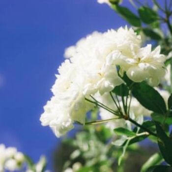 Hybrid Tea Rose Plant 'Silver Anniversary', 4 of 6