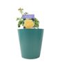 Golden Wishes Rose Bush – Compact Yellow Patio Rose, thumbnail 3 of 4