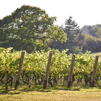 Vineyard Tour Experience At Chapel Down Vineyard, 3 of 8