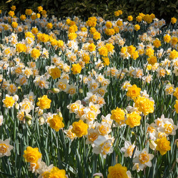 Spring Bulbs Daffodil 'Double Mixed' 18 Bulb Pack, 3 of 5