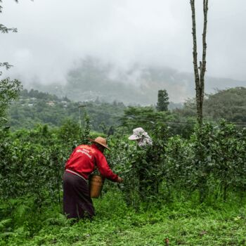 Light Tea Seasonal Loose Leaf Tea Edit, 4 of 10