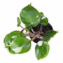 Houseplant Philodendron White Knight Plant In 13cm Pot, thumbnail 2 of 5