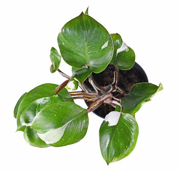 Houseplant Philodendron White Knight Plant In 13cm Pot, 2 of 5