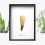 Xl Spinosaurus Tooth Box Frame Real Authentic Jurassic Dinosaur Fossil Museum Quality Natural History Interior Design Home Decor Gift Ornament, thumbnail 1 of 4
