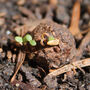 Forget Me Not Wildflower Seed Boxes, thumbnail 6 of 7