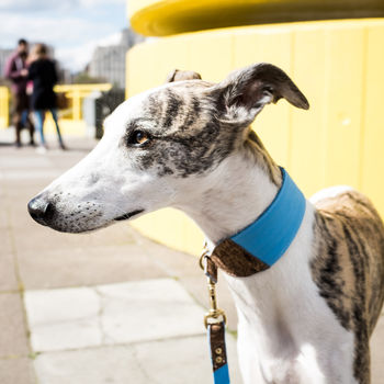 Personalised Cork And Felt Greyhound Dog Collar, 3 of 10