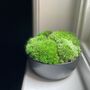 Preserved Small Moss Bowl, thumbnail 2 of 3