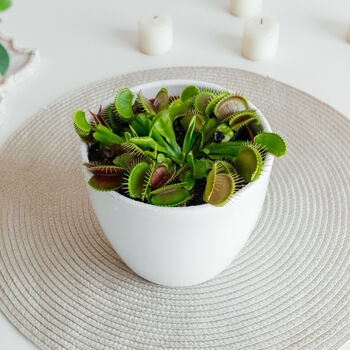 Venus Flytrap Houseplant 9cm Pot Plant, 4 of 5