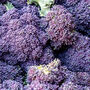 Broccoli Cardinal 12 X Plug Plant Pack, thumbnail 2 of 5