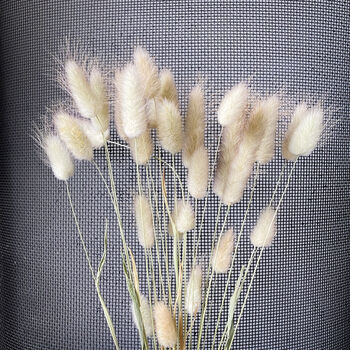 Dried Bunny Tail Natural 30 Stems, 6 of 6