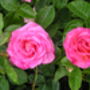 Personalised Rose Elizabeth Rose, thumbnail 1 of 1