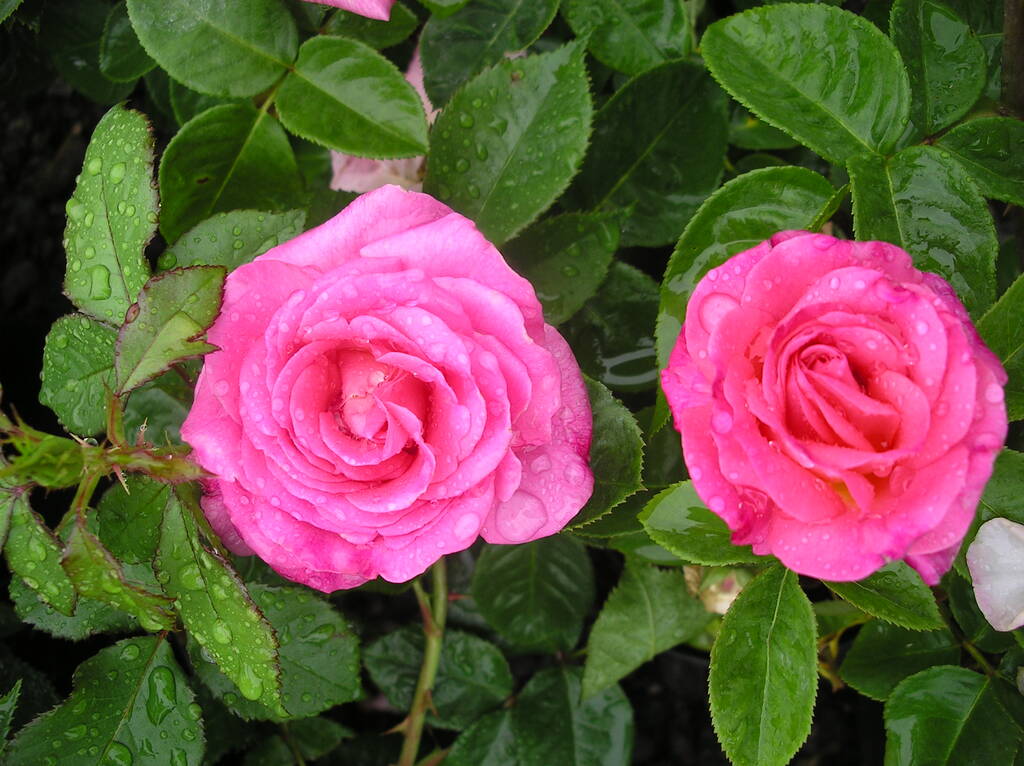 Personalised Rose Elizabeth Rose
