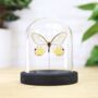 Amber Phantom Butterfly Moth Insect Entomology Taxidermy Bell Jar, thumbnail 1 of 4