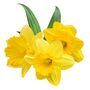 Spring Bulbs Daffodil 'Dutch Master' Bulb Pack, thumbnail 3 of 5