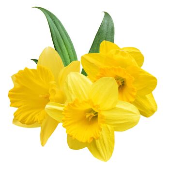 Spring Bulbs Daffodil 'Dutch Master' Bulb Pack, 3 of 5