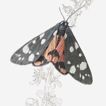 Scarlet Tiger Moth Giclée Art Print, 2 of 3
