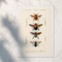 Framed Bees, Different Bees Scientific Print, thumbnail 3 of 6