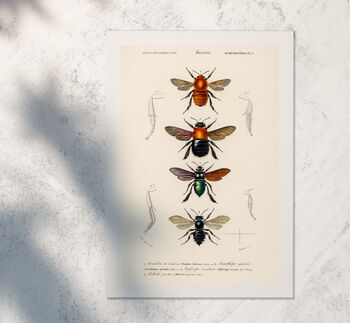 Framed Bees, Different Bees Scientific Print, 3 of 6