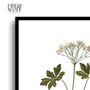 Set Of Six Vintage Botanical Art Prints | A4 Lithograph Style With Latin Names | Wall Art For Home Interiors, thumbnail 7 of 12