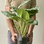 Artificial Calathea Plant In Black Pot, thumbnail 1 of 6