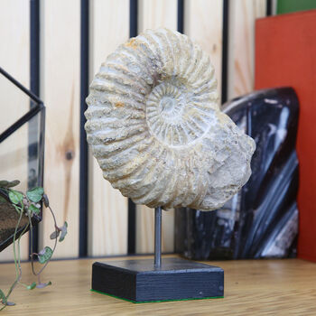 Ammonite Fossil Stand 180 Million Years Old, 2 of 5