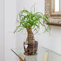 Ponytail Palm Houseplant, thumbnail 4 of 5