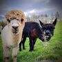 West Yorkshire Alpaca Experience For Two, thumbnail 1 of 5