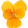 Viola 'Deep Orange' Six X Plant Pack, thumbnail 1 of 6