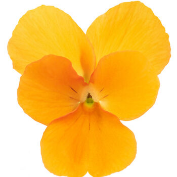 Viola 'Deep Orange' Six X Plant Pack, 6 of 6