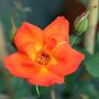 Warm Welcome Climbing Rose Pot, thumbnail 1 of 5