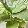 Artificial Fishbone Plant In Pot, thumbnail 3 of 4