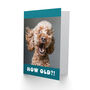 Surprised Cockapoo Dog How Old Funny Animal Birthday Card, thumbnail 2 of 5