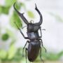 Giraffe Stag Beetle Insect Bug Entomology Taxidermy Bell Jar, thumbnail 2 of 4