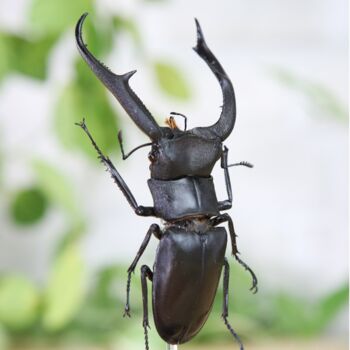 Giraffe Stag Beetle Insect Bug Entomology Taxidermy Bell Jar, 2 of 4