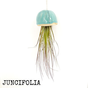Jellyfish Air Plants, 8 of 10