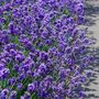 Lavender Plants Phenomenal Two X One Litre Pots, thumbnail 5 of 6