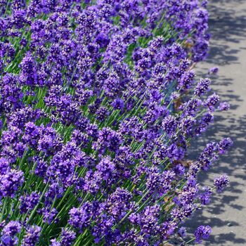 Lavender Plants Phenomenal Two X One Litre Pots, 5 of 6