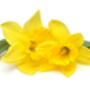 Spring Bulbs Daffodil 'King Alfred' Bulb Pack, thumbnail 3 of 7