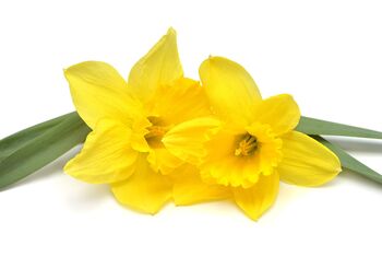 Spring Bulbs Daffodil 'King Alfred' Bulb Pack, 3 of 7