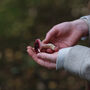 Foraging Experience Walk In The South Downs, thumbnail 6 of 12